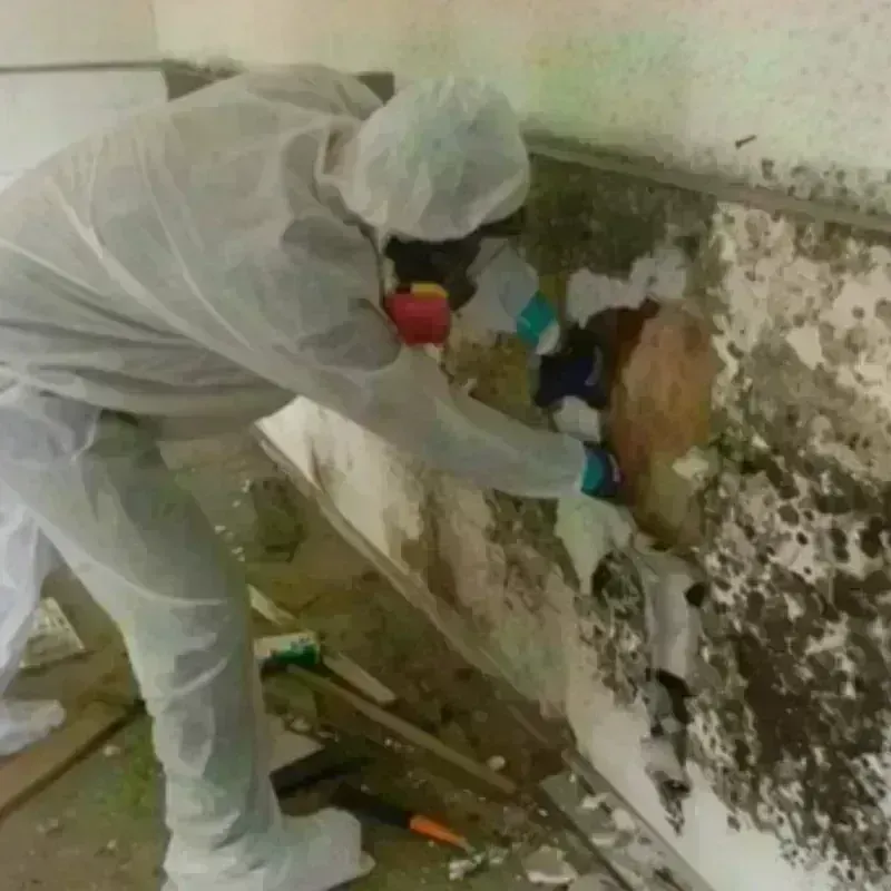 Mold Remediation and Removal in Jackson County, OH